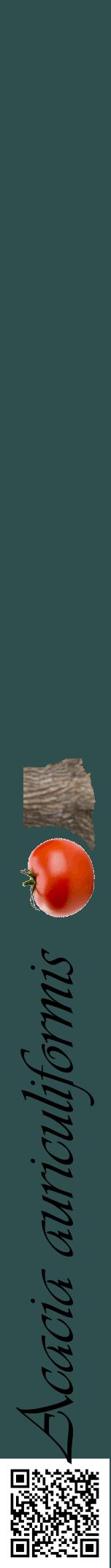 Étiquette de : Acacia auriculiformis - format a - style noire58viv avec qrcode et comestibilité simplifiée