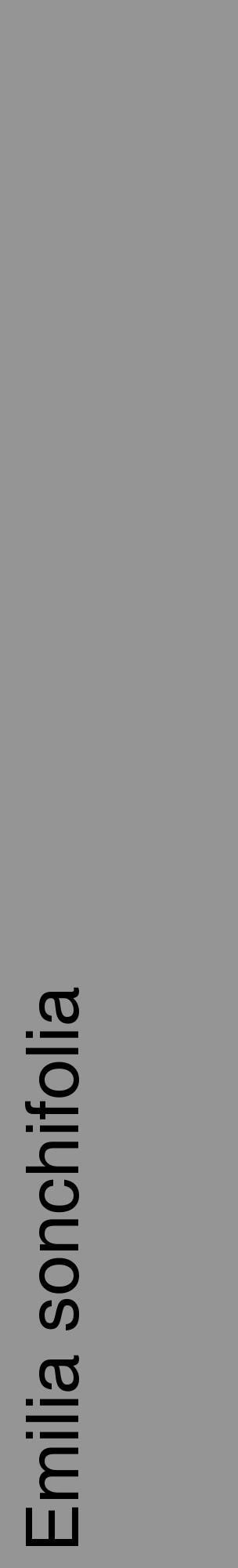 Étiquette de : Emilia sonchifolia - format c - style noire16_basique_basiquehel avec comestibilité - position verticale