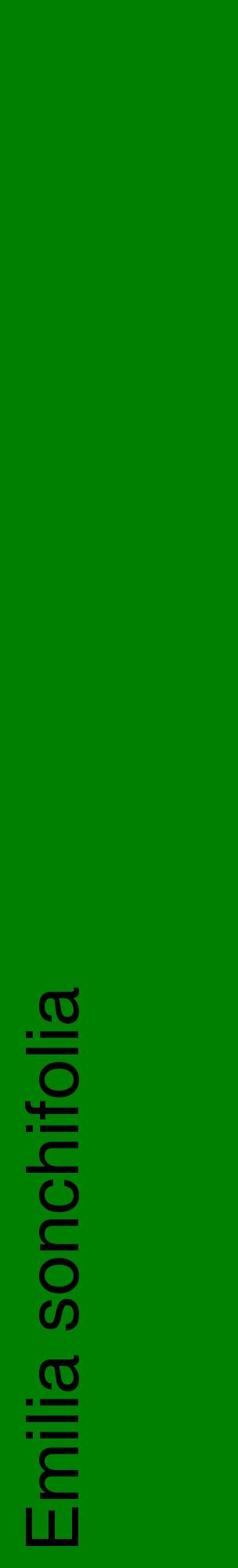 Étiquette de : Emilia sonchifolia - format c - style noire9_basiquehel avec comestibilité