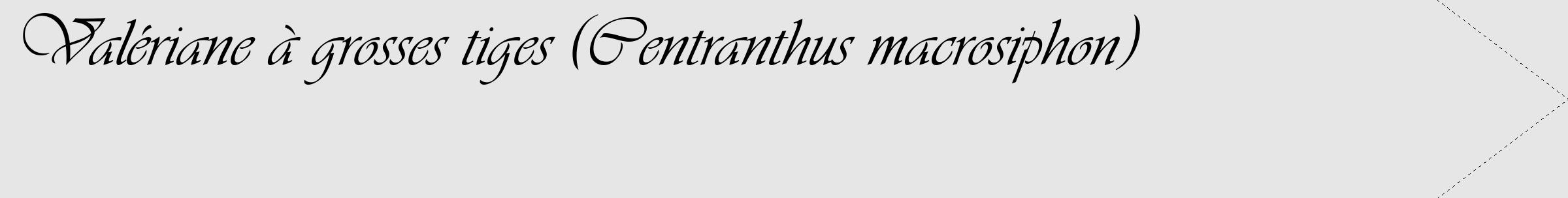Étiquette de : Centranthus macrosiphon - format c - style noire18_simple_simpleviv avec comestibilité