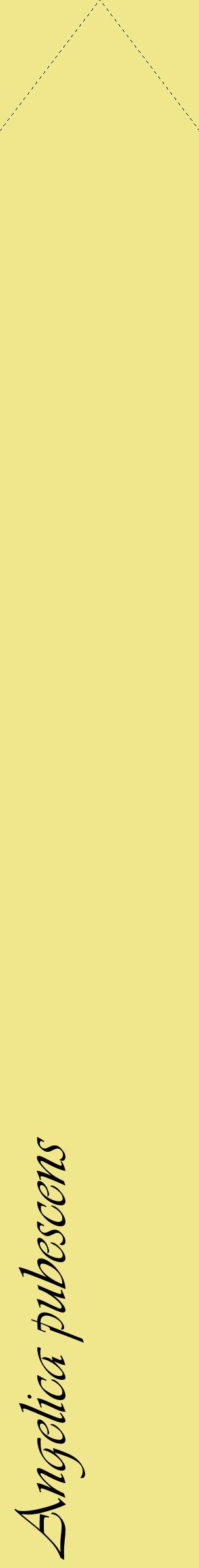 Étiquette de : Angelica pubescens - format c - style noire20_simpleviv avec comestibilité