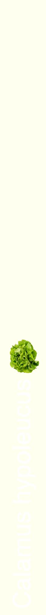 Étiquette de : Calamus hypoleucus - format a - style blanche19hel avec comestibilité simplifiée