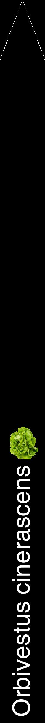 Étiquette de : Orbivestus cinerascens - format b - style blanche59hel avec comestibilité simplifiée