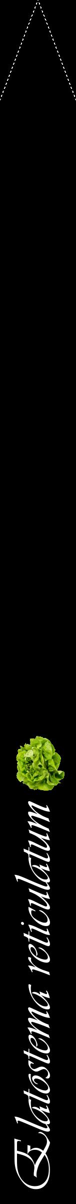 Étiquette de : Elatostema reticulatum - format b - style blanche59viv avec comestibilité simplifiée