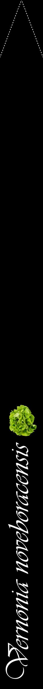 Étiquette de : Vernonia noveboracensis - format b - style blanche59viv avec comestibilité simplifiée