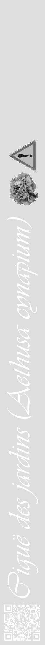 Étiquette de : Aethusa cynapium - format a - style blanche20viv avec qrcode et comestibilité simplifiée - position verticale