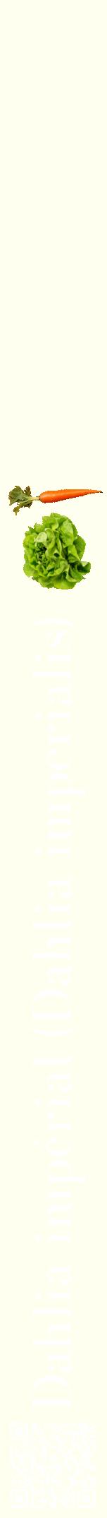 Étiquette de : Dahlia imperialis - format a - style blanche19bod avec qrcode et comestibilité simplifiée