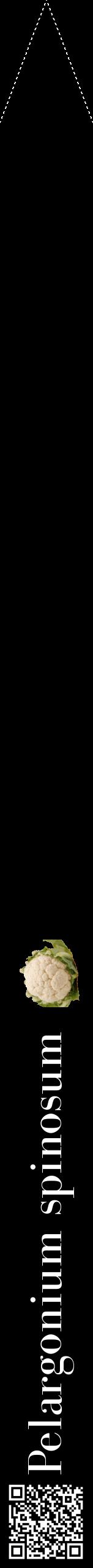 Étiquette de : Pelargonium spinosum - format b - style blanche59bod avec qrcode et comestibilité simplifiée
