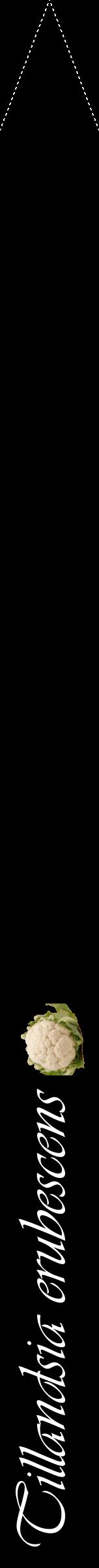 Étiquette de : Tillandsia erubescens - format b - style blanche59viv avec comestibilité simplifiée