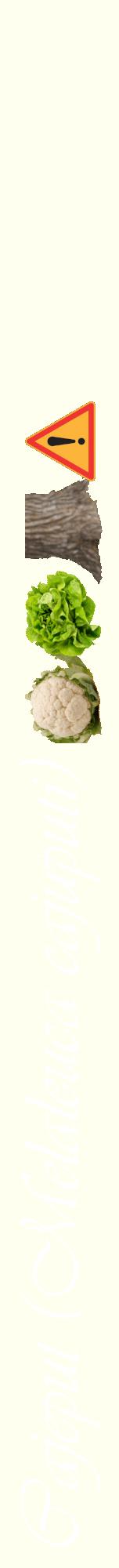 Étiquette de : Melaleuca cajuputi - format a - style blanche19viv avec comestibilité simplifiée