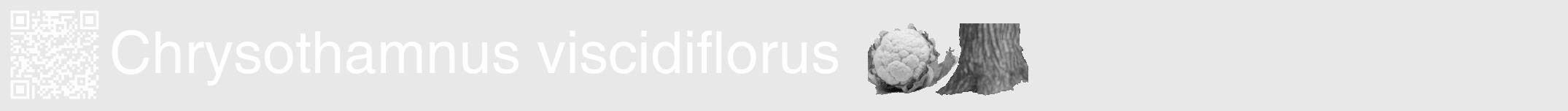 Étiquette de : Chrysothamnus viscidiflorus - format a - style blanche55hel avec qrcode et comestibilité simplifiée