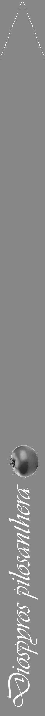 Étiquette de : Diospyros pilosanthera - format b - style blanche12viv avec comestibilité simplifiée - position verticale