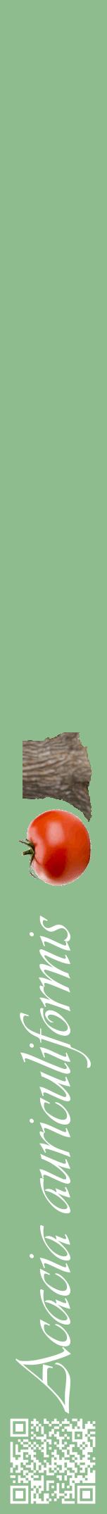 Étiquette de : Acacia auriculiformis - format a - style blanche13viv avec qrcode et comestibilité simplifiée
