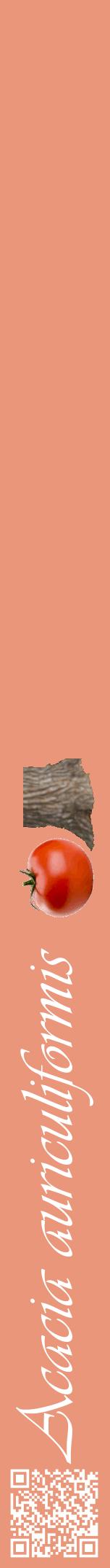 Étiquette de : Acacia auriculiformis - format a - style blanche37viv avec qrcode et comestibilité simplifiée