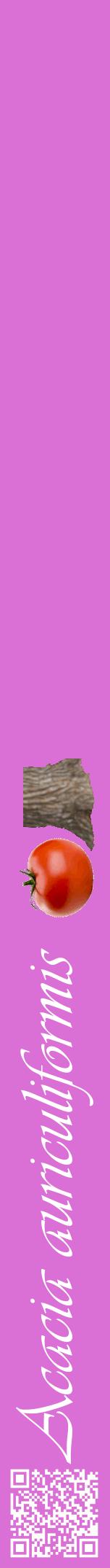 Étiquette de : Acacia auriculiformis - format a - style blanche52viv avec qrcode et comestibilité simplifiée