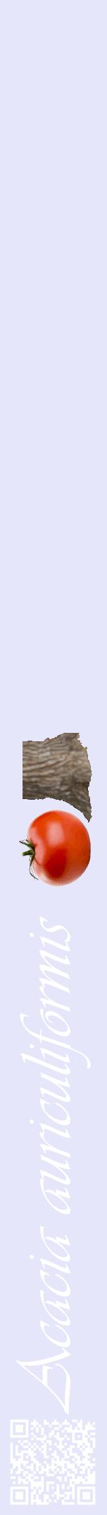 Étiquette de : Acacia auriculiformis - format a - style blanche55viv avec qrcode et comestibilité simplifiée