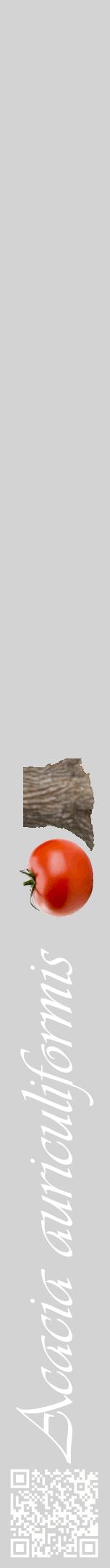 Étiquette de : Acacia auriculiformis - format a - style blanche56viv avec qrcode et comestibilité simplifiée