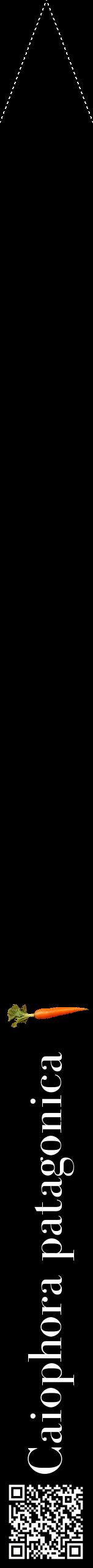 Étiquette de : Caiophora patagonica - format b - style blanche59bod avec qrcode et comestibilité simplifiée