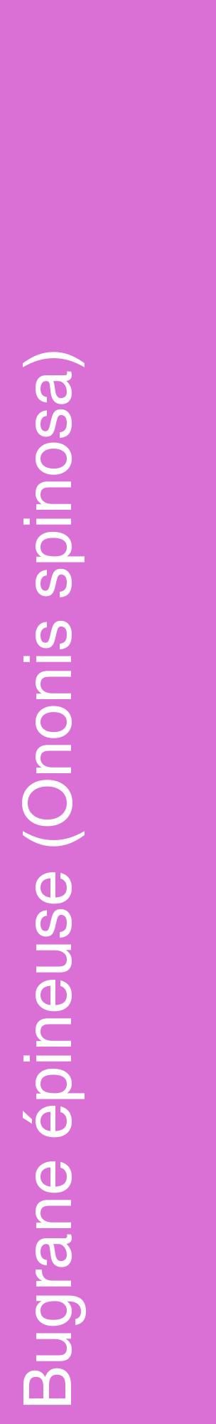 Étiquette de : Ononis spinosa - format c - style blanche52_basiquehel avec comestibilité