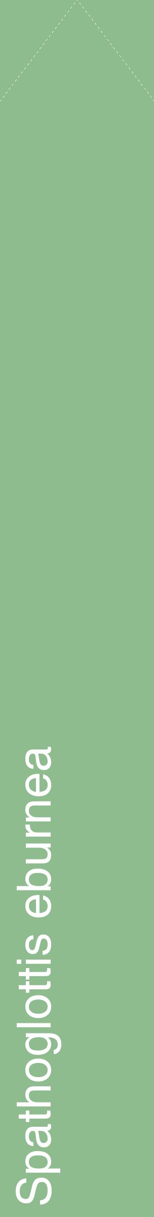 Étiquette de : Spathoglottis eburnea - format c - style blanche13_simplehel avec comestibilité
