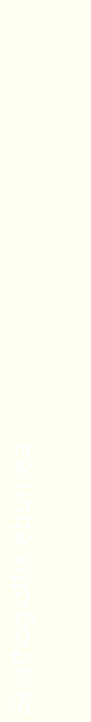 Étiquette de : Spathoglottis eburnea - format c - style blanche19_simplehel avec comestibilité