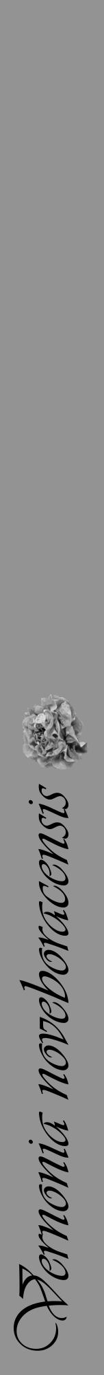 Étiquette de : Vernonia noveboracensis - format a - style noire44viv avec comestibilité simplifiée - position verticale