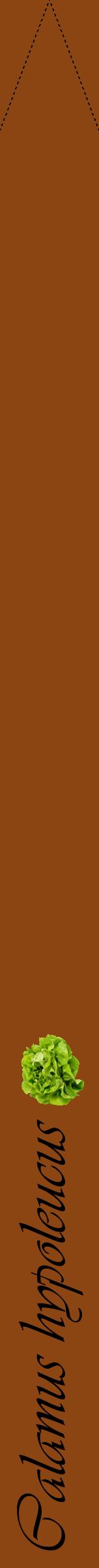 Étiquette de : Calamus hypoleucus - format b - style noire30viv avec comestibilité simplifiée