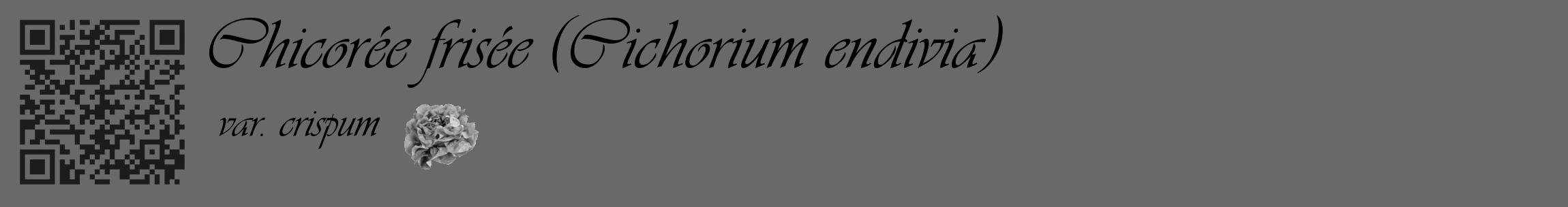Étiquette de : Cichorium endivia var. crispum - format c - style noire51_basique_basiqueviv avec qrcode et comestibilité simplifiée