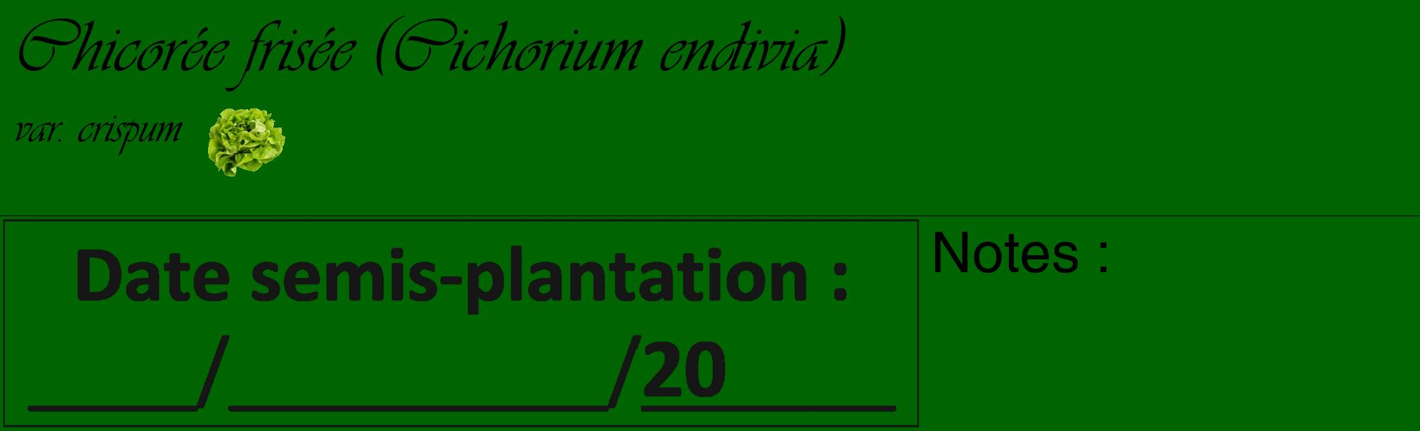 Étiquette de : Cichorium endivia var. crispum - format c - style noire8_basique_basiqueviv avec comestibilité simplifiée