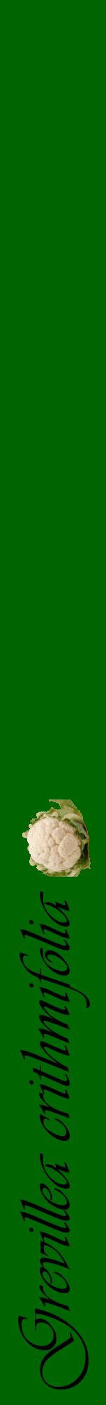 Étiquette de : Grevillea crithmifolia - format a - style noire8viv avec comestibilité simplifiée