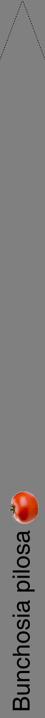 Étiquette de : Bunchosia pilosa - format b - style noire57hel avec comestibilité simplifiée