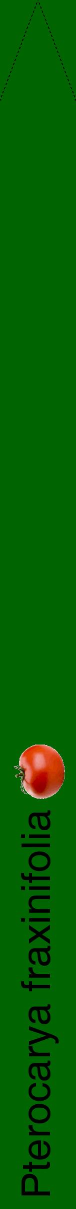 Étiquette de : Pterocarya fraxinifolia - format b - style noire8hel avec comestibilité simplifiée
