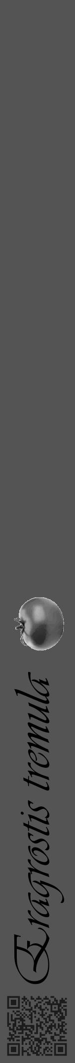Étiquette de : Eragrostis tremula - format a - style noire36viv avec qrcode et comestibilité simplifiée - position verticale