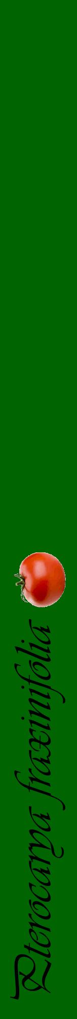 Étiquette de : Pterocarya fraxinifolia - format a - style noire8viv avec comestibilité simplifiée