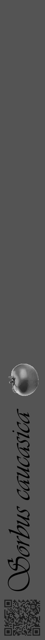 Étiquette de : Sorbus caucasica - format a - style noire36viv avec qrcode et comestibilité simplifiée - position verticale