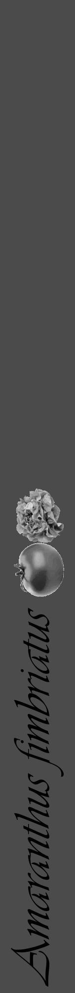 Étiquette de : Amaranthus fimbriatus - format a - style noire9viv avec comestibilité simplifiée - position verticale