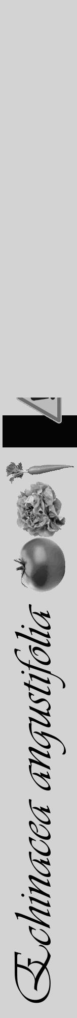 Étiquette de : Echinacea angustifolia - format a - style noire56viv avec comestibilité simplifiée - position verticale