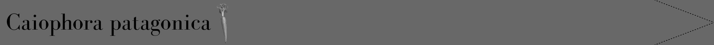 Étiquette de : Caiophora patagonica - format b - style noire43simplebod avec comestibilité simplifiée