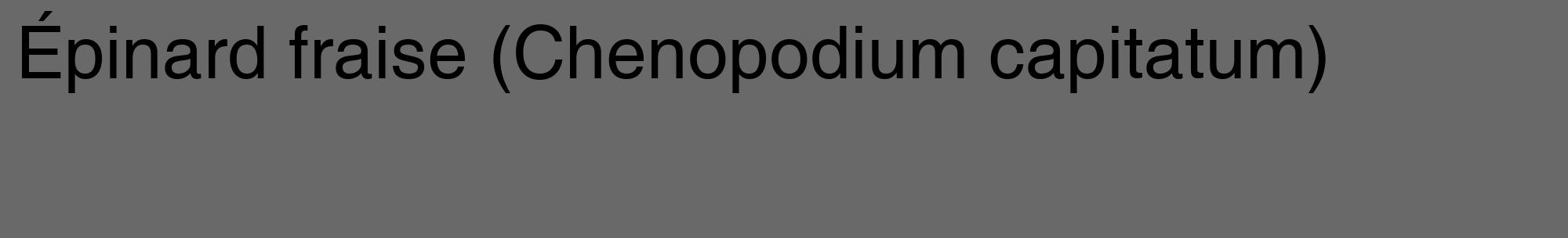 Étiquette de : Chenopodium capitatum - format c - style noire51_basique_basiquehel avec comestibilité