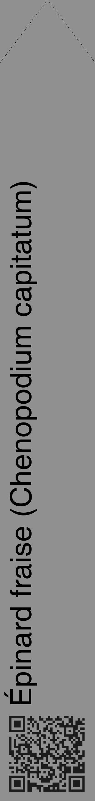 Étiquette de : Chenopodium capitatum - format c - style noire4_simple_simplehel avec qrcode et comestibilité - position verticale