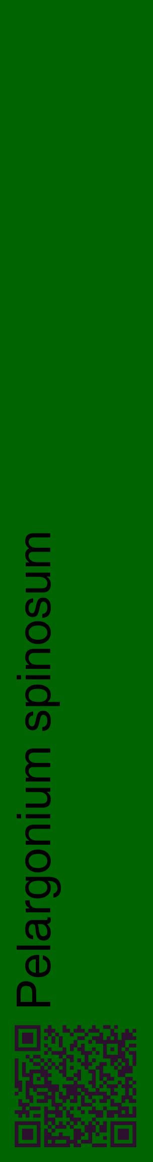 Étiquette de : Pelargonium spinosum - format c - style noire8_basiquehel avec qrcode et comestibilité