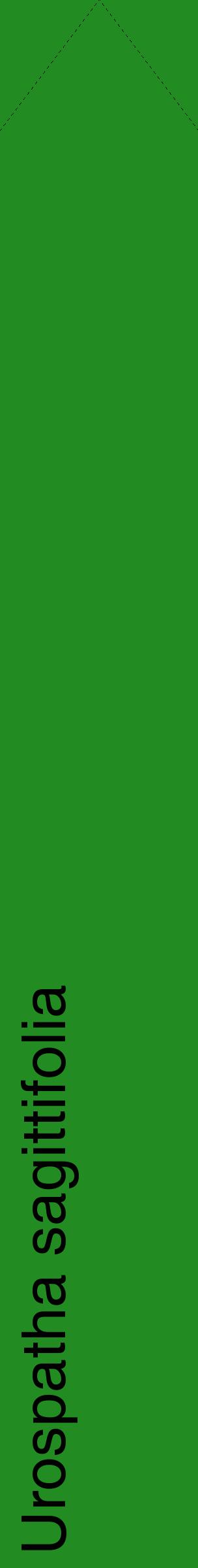 Étiquette de : Urospatha sagittifolia - format c - style noire10_simplehel avec comestibilité