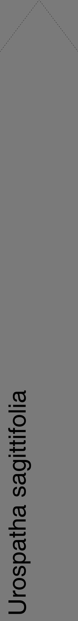 Étiquette de : Urospatha sagittifolia - format c - style noire3_simple_simplehel avec comestibilité - position verticale