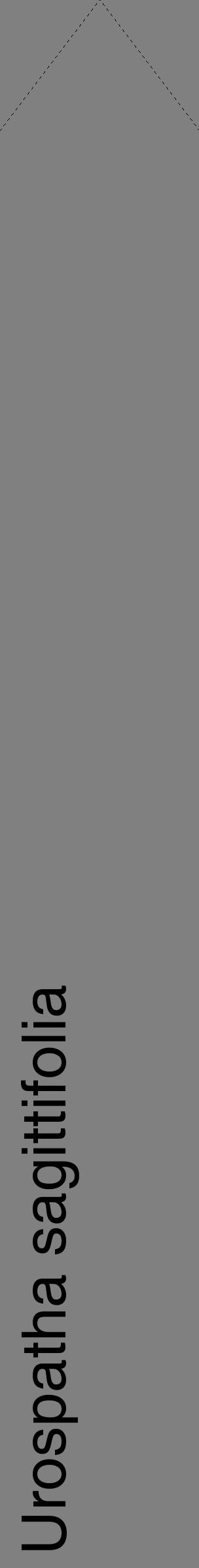 Étiquette de : Urospatha sagittifolia - format c - style noire57_simplehel avec comestibilité