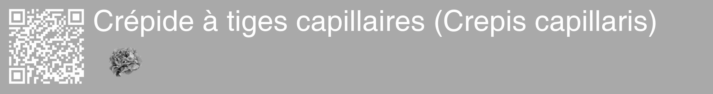 Étiquette de : Crepis capillaris - format c - style blanche13_basique_basiquehel avec qrcode et comestibilité simplifiée