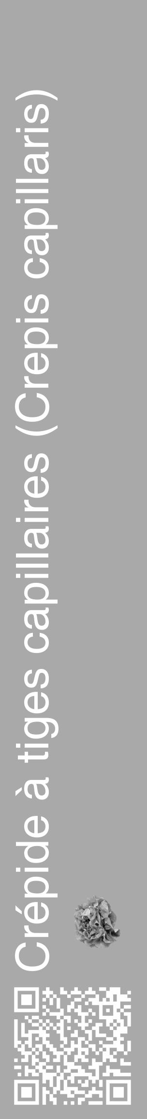 Étiquette de : Crepis capillaris - format c - style blanche13_basique_basiquehel avec qrcode et comestibilité simplifiée - position verticale