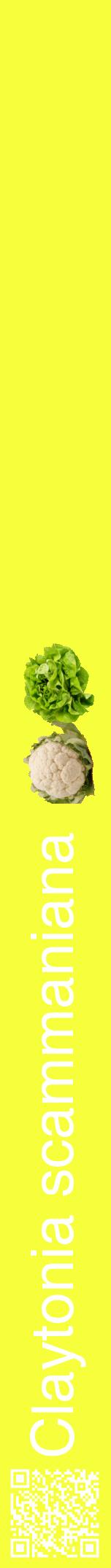 Étiquette de : Claytonia scammaniana - format a - style blanche18hel avec qrcode et comestibilité simplifiée