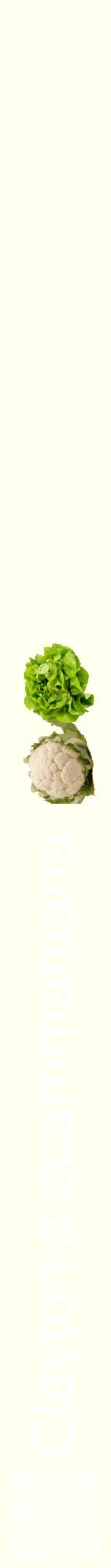 Étiquette de : Claytonia scammaniana - format a - style blanche19hel avec qrcode et comestibilité simplifiée