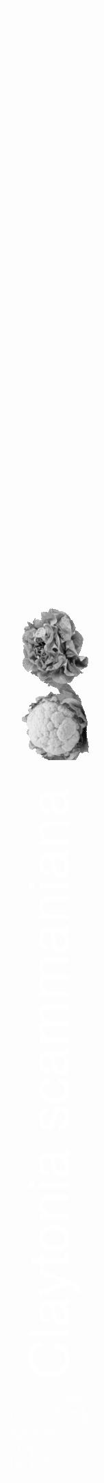 Étiquette de : Claytonia scammaniana - format a - style blanche19hel avec qrcode et comestibilité simplifiée - position verticale