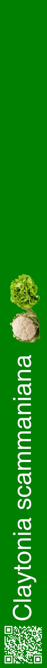 Étiquette de : Claytonia scammaniana - format a - style blanche9hel avec qrcode et comestibilité simplifiée